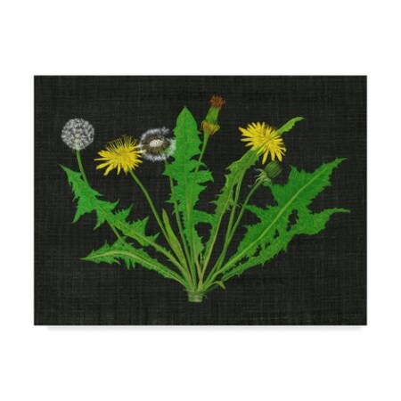 Trademark Fine Art